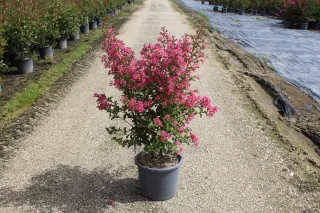 Pot 15L Touffe