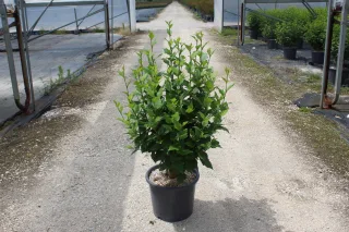 Pot 15L