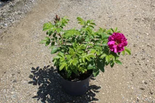 Pot 3L