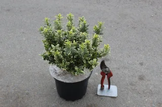 Pot 3L hauteur moyenne 20/25 cm (hors pot)
