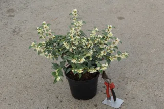 Pot 3L