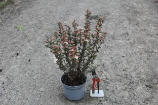 Pot 3L