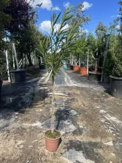Pot 15L tige de 80 cm hauteur totale 140/160 cm