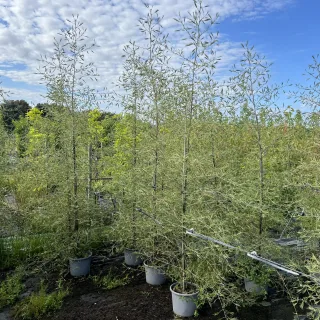 Pot 15L formé en baliveau hauteur variable entre 150-250 cm (hors pot)