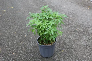 Pot 3L hauteur moyenne 25/30 cm (hors pot)
