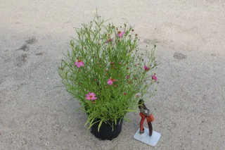 Pot 2L