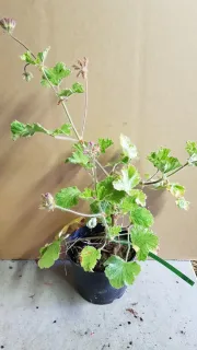 Pot 3L
