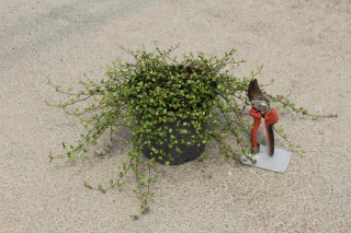 Pot 3L