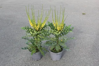 Pot 5L
