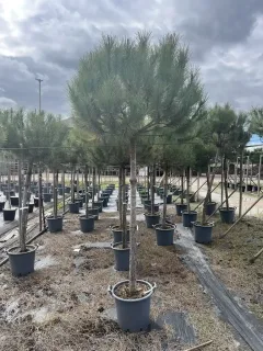 Pot 35L hauteur moyenne 200/250 cm (hors pot) circonférence 12-14 cm)