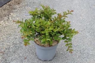Pot 7.5L  Touffe