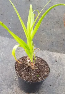 Pot 5L