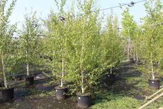 Pot 30L formé en tige de 200 cm, avec une force de 6 à 8 cm, pour une hauteur totale de 200 à 300 cm (hors pot)