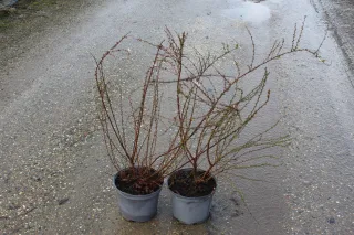 Pot 3L hauteur moyenne 40/60 cm (hors pot)
