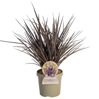 Pot 3,5L