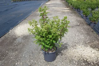 Pot 15L