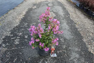 Pot 3L