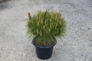 Pot 7.5L