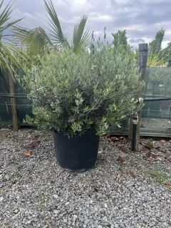 Pot 90L Formé en boule