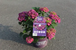 Pot 5L
