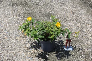 Pot 3L