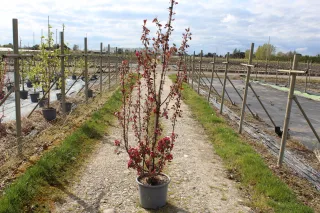Pot 15L BALIVEAU