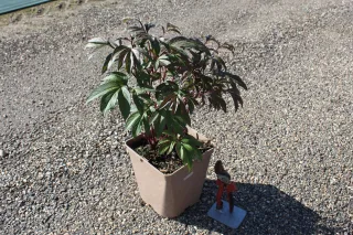 Pot 5L