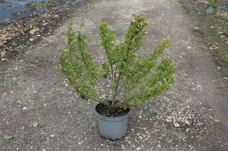 Pot 7.5L hauteur moyenne 60/80 cm (hors pot)