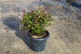 Pot 7.5L
