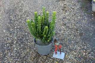Pot 2L
