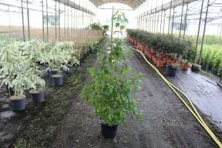Pot 7.5L