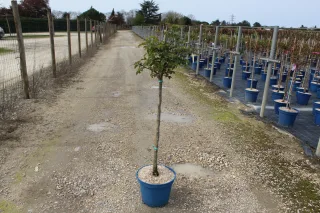 Pot 10L formé sur une mini tige de 80 cm hauteur totale de 100/125 cm (hors pot)