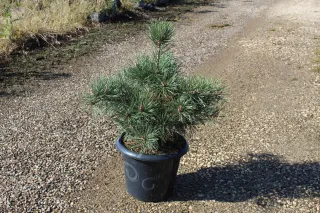 Pot 7.5L