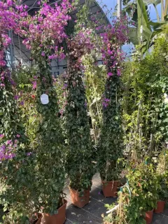 Pot 25L hauteur 180/200 cm sur tuteur