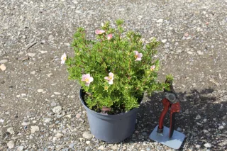 Pot 3L