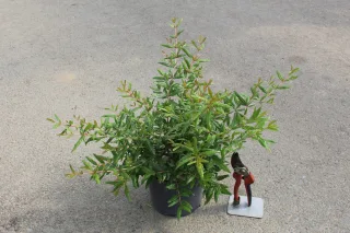 Pot 3L Hauteur 30/40 cm (hors pot)