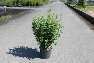 Pot 15L