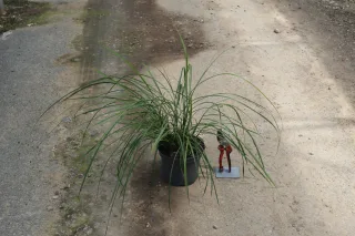 Pot 3L