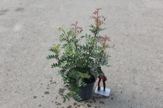 Pot 3L hauteur moyenne 40/60 cm (hors pot)