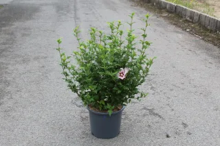 Pot 15L hauteur moyenne 60/80 cm (hors pot)