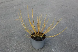 Pot 7.5L hauteur moyenne 40/60 cm (hors pot)
