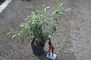 Pot 2L hauteur moyenne 20/40 cm (hors pot)