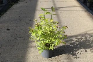 Pot 7.5L
