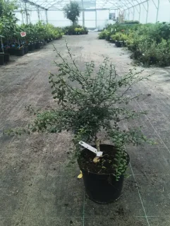 Pot 5L sur poncirus - formé en touffe