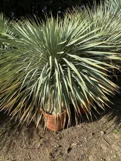 Pot 30L Hauteur 120 cm (hors pot)