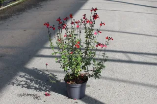 Pot 3L