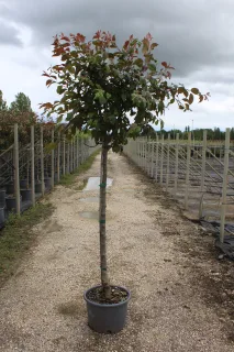 Pot 20L formé en ½ tige sur une tige de 150 à 200 cm, avec une force de 10 à 12 cm, pour une hauteur totale de 250 à 300 cm (hors pot)