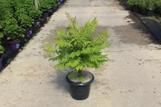 Pot 7.5L