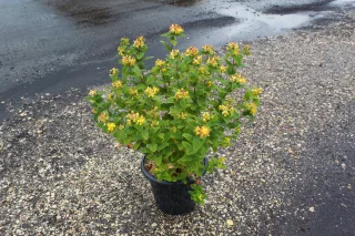 Pot 7.5L