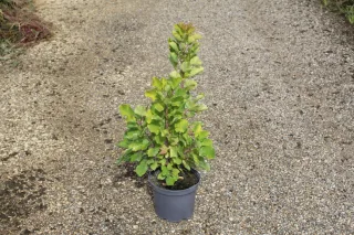 Pot 3L hauteur 40-60 cm (hors pot)